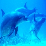 Schwimmen mit Delfinen in Hurghada
